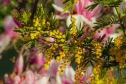 Mimosa