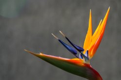 Fleur d'oiseau du paradis
