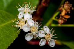 Prunus