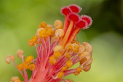 Hibiscus (Hibiscus rosa-sinensis)