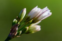Nothoscordum