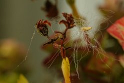 _MG_1339