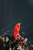 _MG_1378