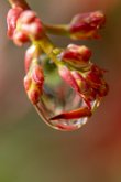 _MG_1527-Avec accentuation-Bruit