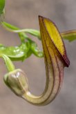 Aristoloche élevée (Aristolochia sempervirens