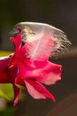 Fleur de mandevilla et sa plume