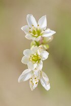 Nothoscordum borbonicum