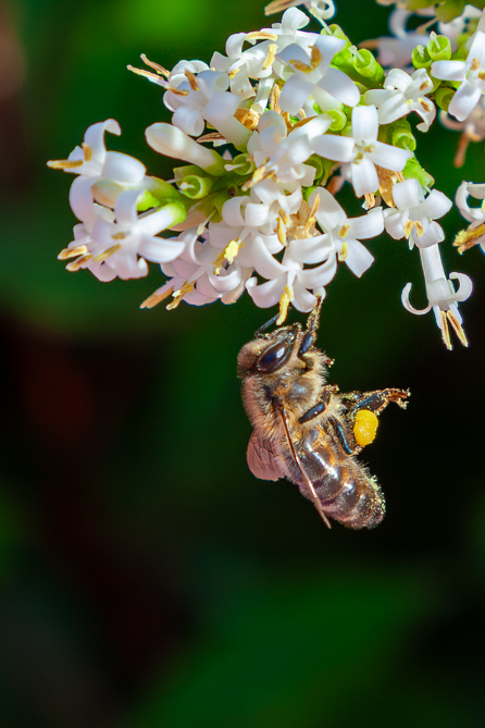 Abeille européenne (Apis mellifera) Abeille en pleine collecte de pollen
