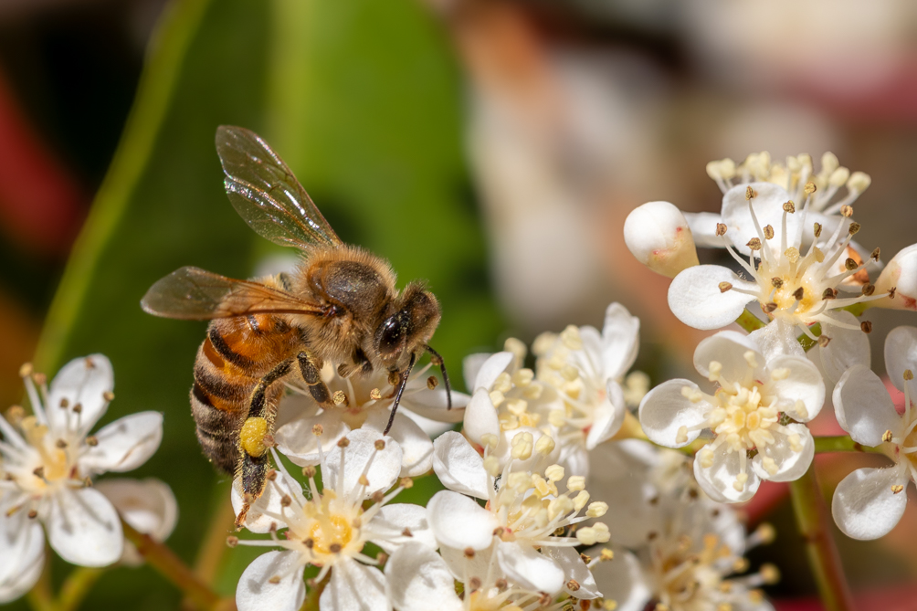 Abeille italienne (Apis mellifera ligustica) 