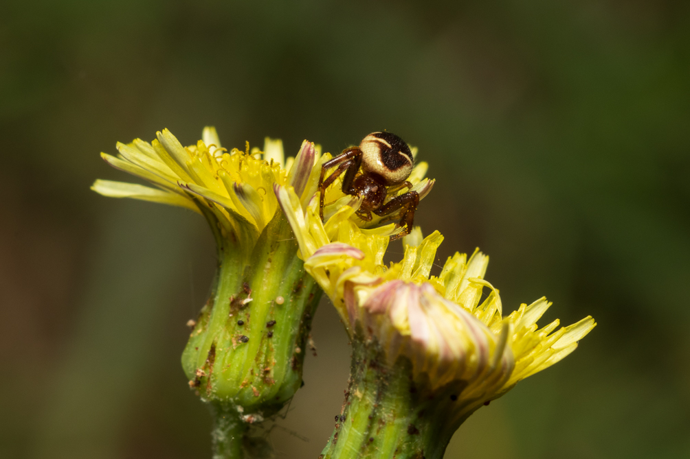 Araignée Napoléon (Synema globosum) 