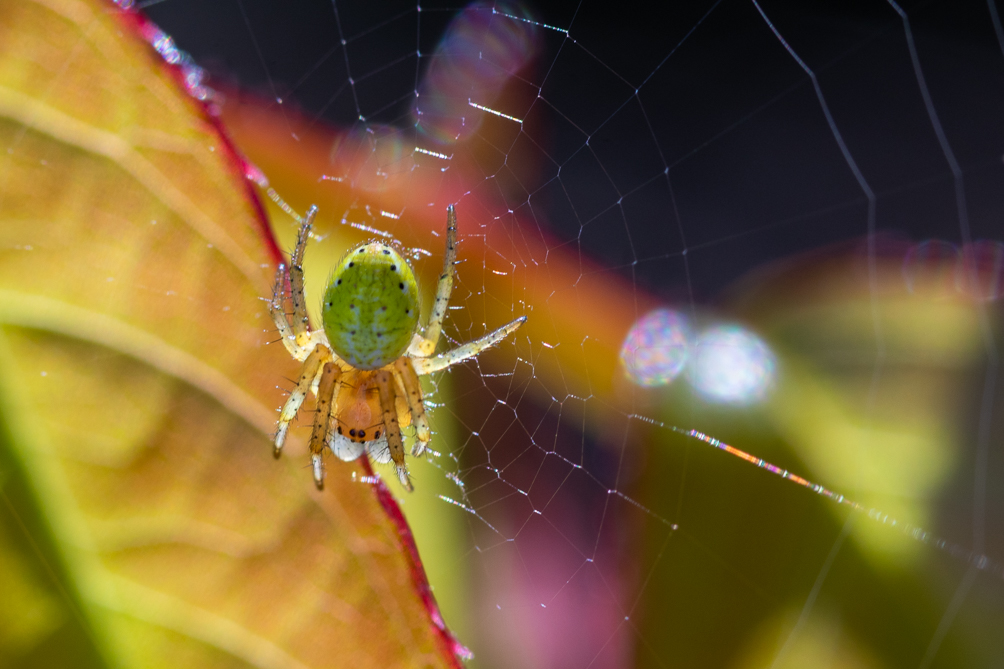 Araignée courge (Araniella cucurbitina) 