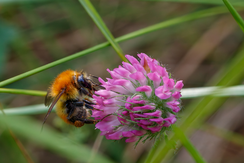 Bourdon des mousses (Bombus muscorum) 