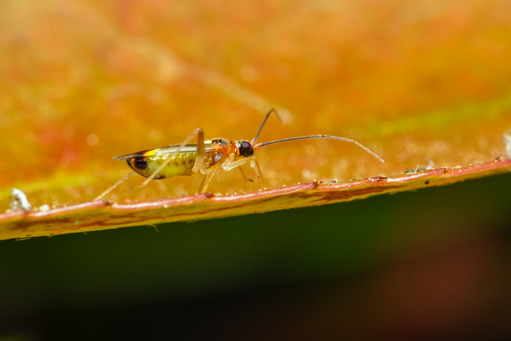 Campyloneura virgula 