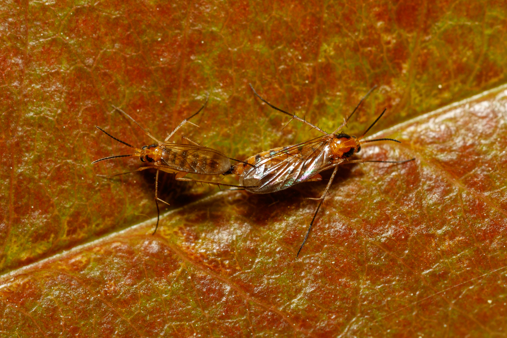 Cécidomyies (Cecidomyiidae) 