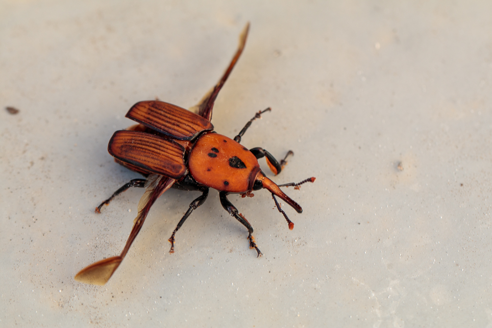 Charançon des palmiers (Rhynchophorus Ferrugineus) 