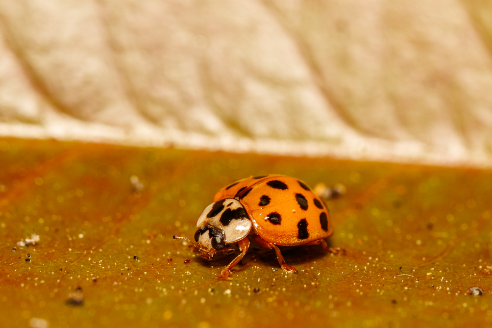 Coccinelle asiatique (Harmonia axyridis) 
