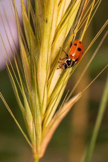 Coccinelle des friches (Hippodamia variegata) 