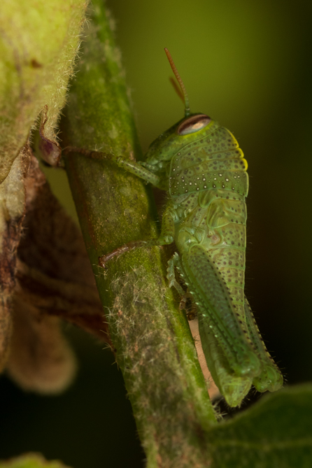 Criquet égyptien (Anacridium aegyptium) 