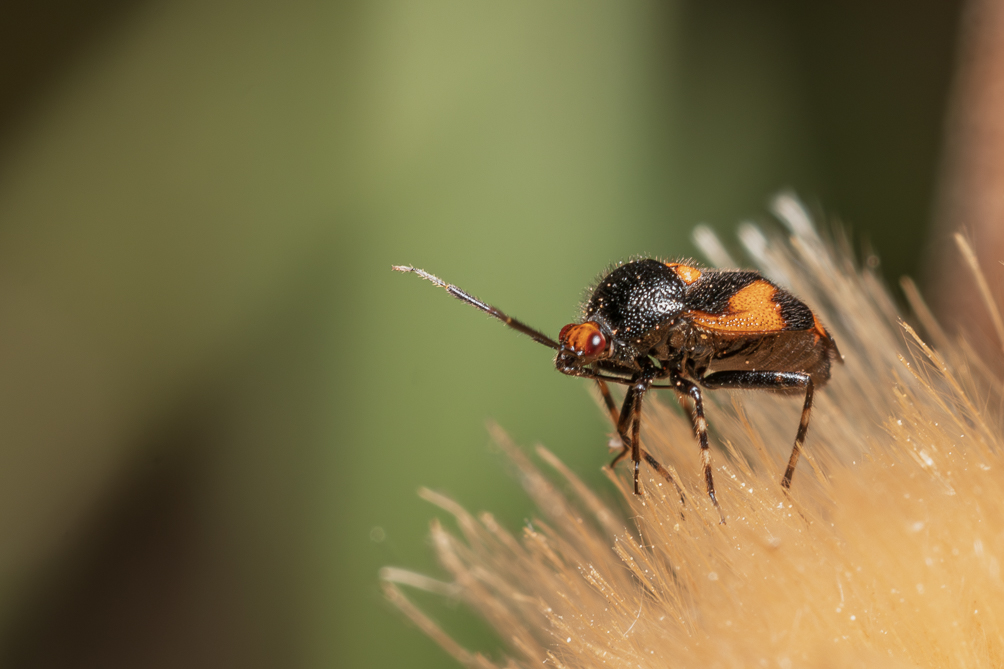 Deraeocoris schach 