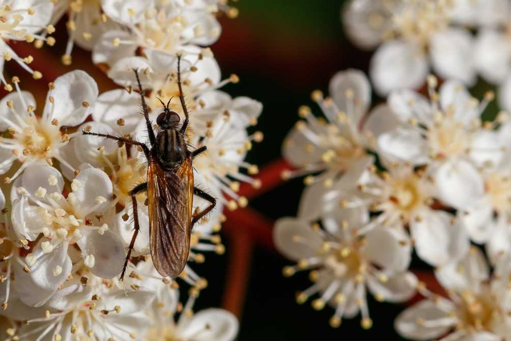 Empis marqueté (Empis tessellata) 