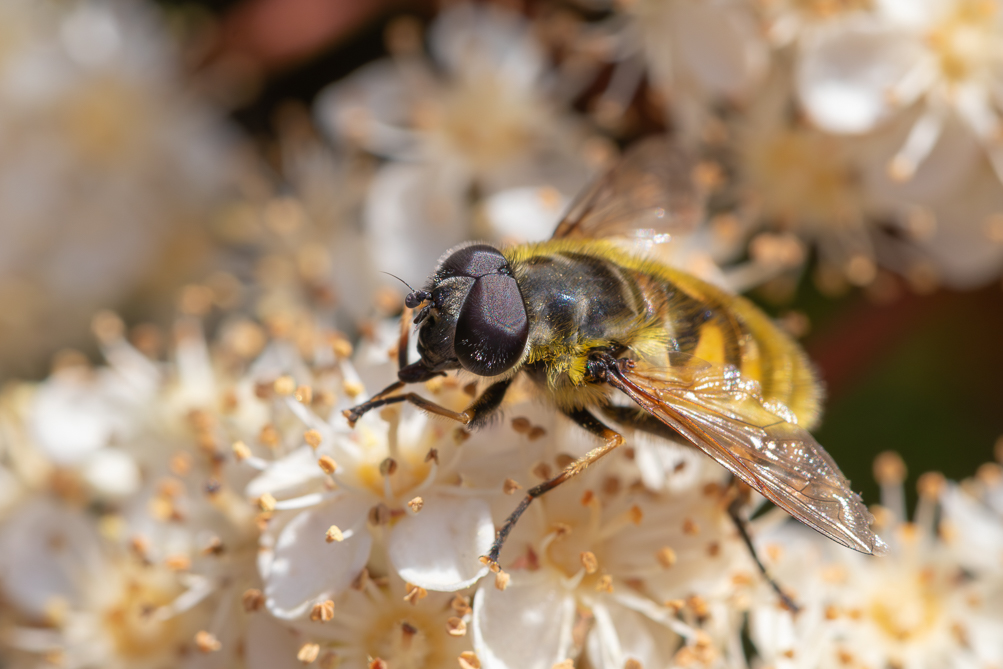 Eristale des fleurs (Myathropa florea) 