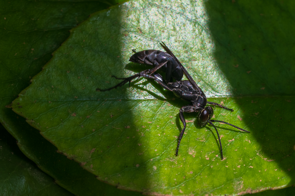 Grand sphex noir (Sphex pensylvanicus) 