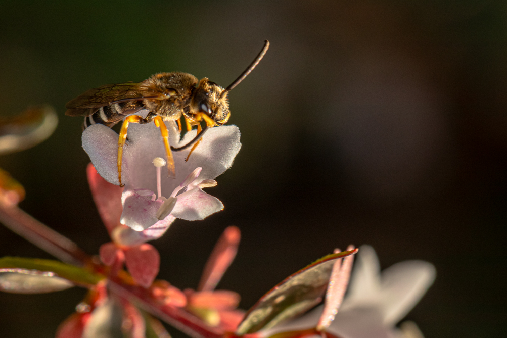 Abeille à pattes orange (Halicte rubicundus) 