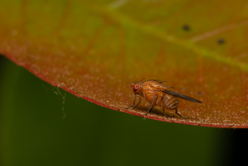 Mouche du vinaigre (Drosophila melanogaster) 