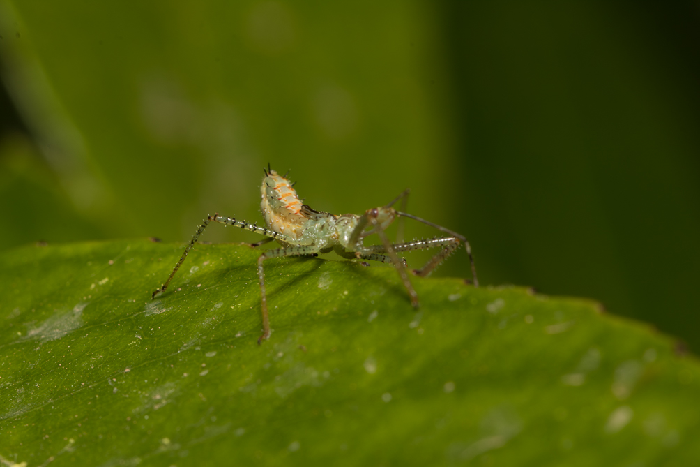 Nymphe de Zelus renardii 