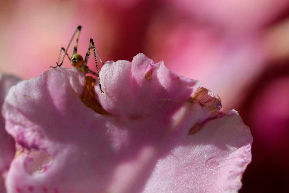 Phaneroptera juvénile 