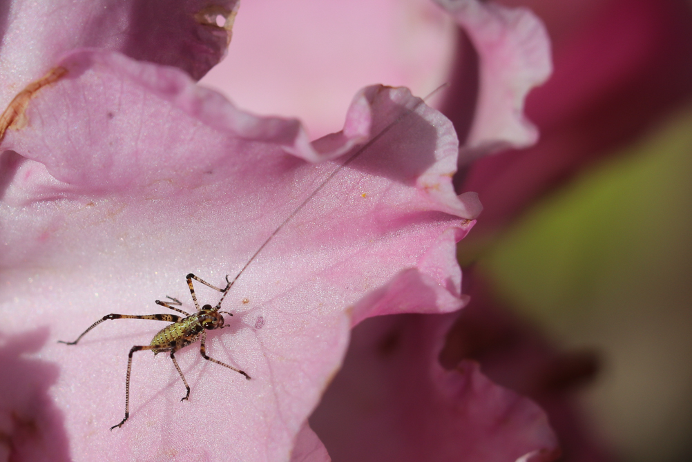 Phaneroptera juvénile 