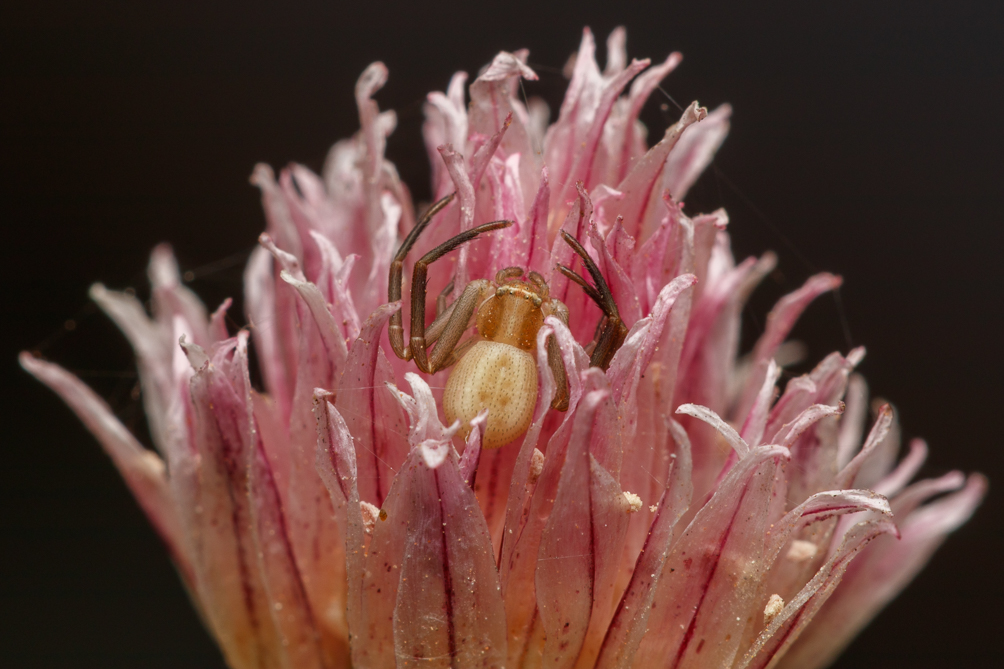 Thomise pépin de raisin (Runcinia grammica) 