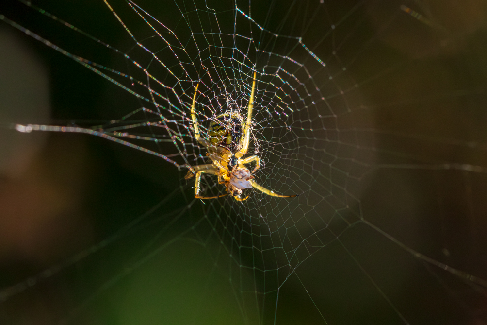 Araignée des jardins (Araneus diadematus) 
