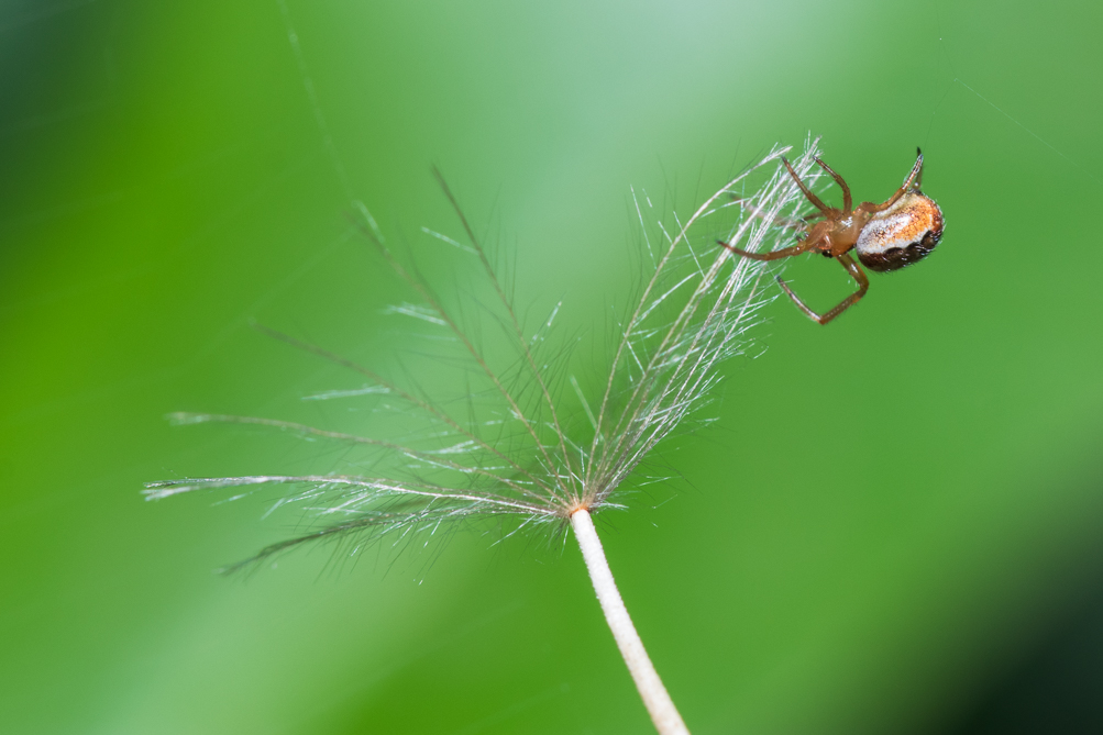 Araigné sur l'akènes d'un pissenlit 