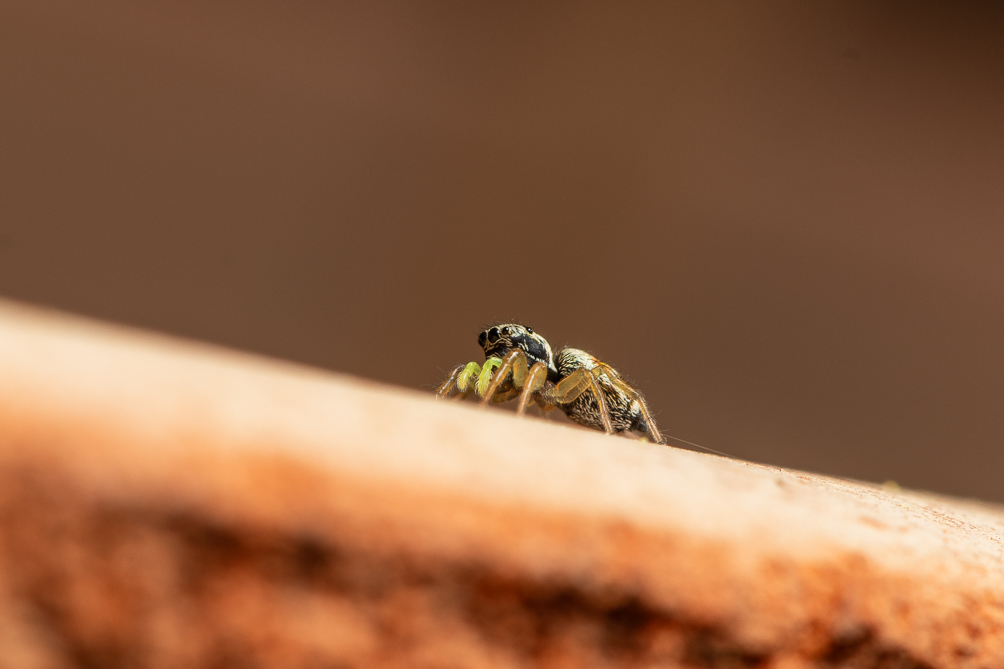 Araignée sauteuse (heliophanus-tribulosus) 
