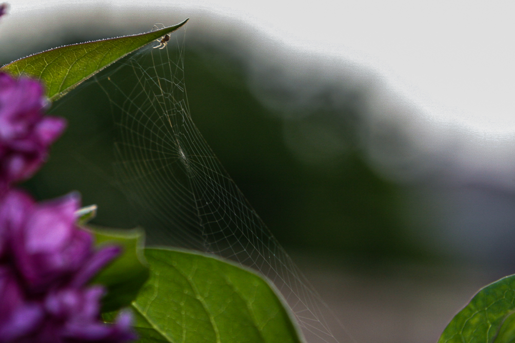 Araignee et sa toile 