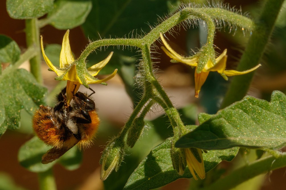 Bourdon des champs (Bombus pascuorum) 