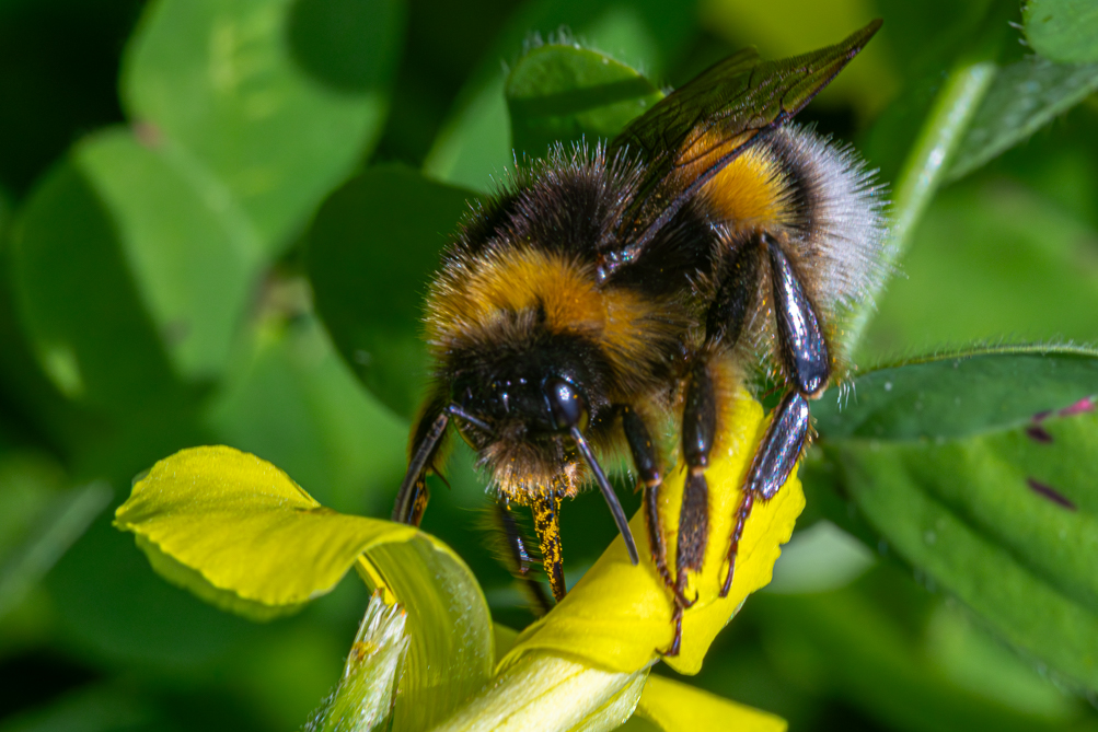 bourdon terrestre (Bombus terrestris) 
