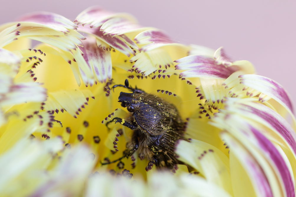 Cétoine grise (Oxythyrea funesta) 