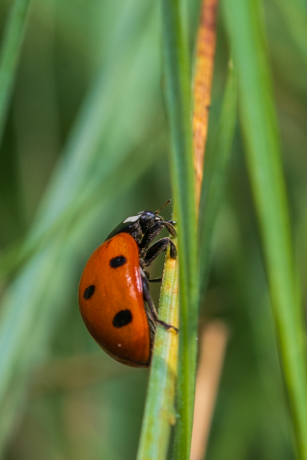 coccinelle à sept points (Coccinella septempunctata) 