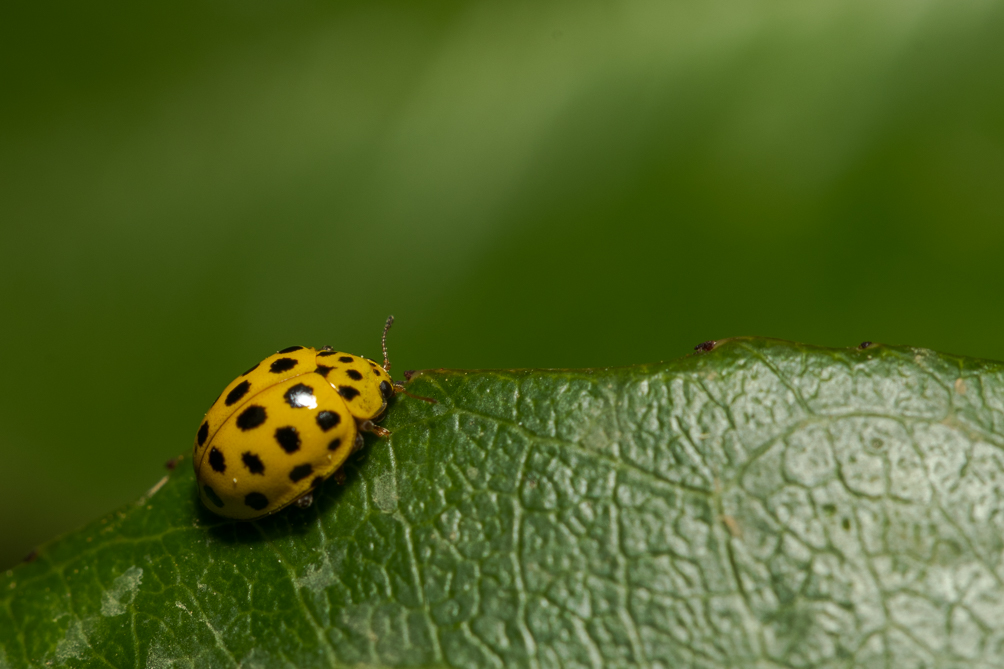 Coccinelle à vingt-deux points (Psyllobora vigintiduopunctata) 