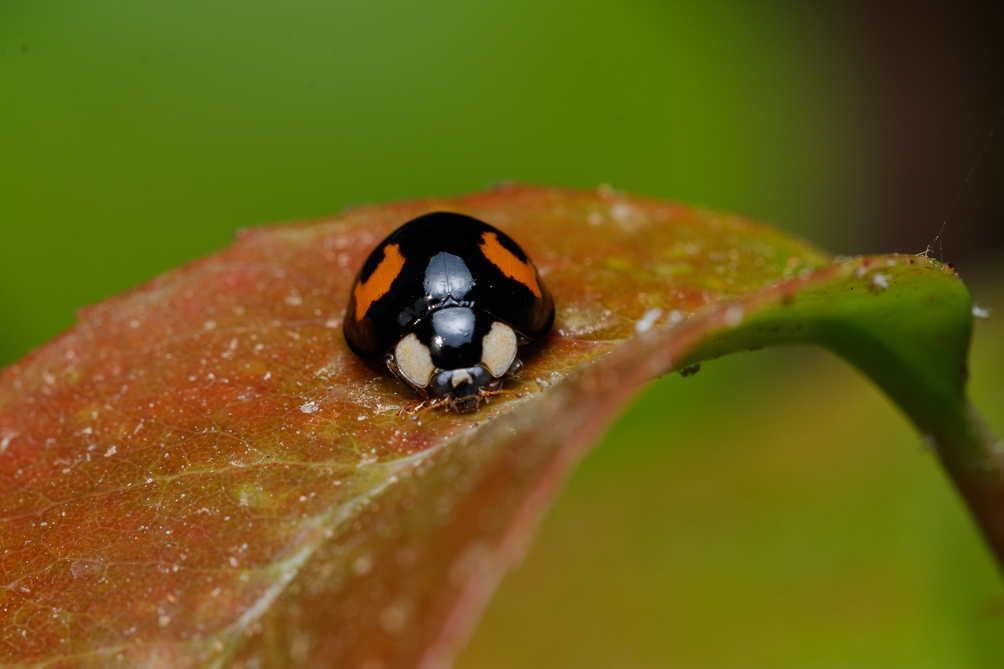 Coccinelle noire (Harmonia axyridis) 