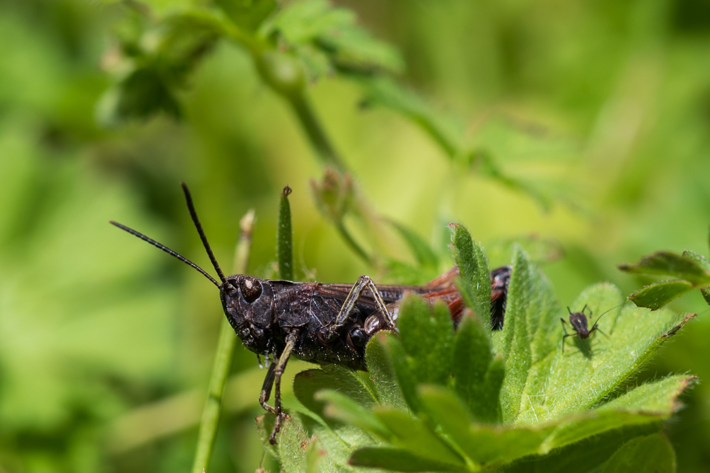 Criquet duettiste (Chorthippus brunneus) 