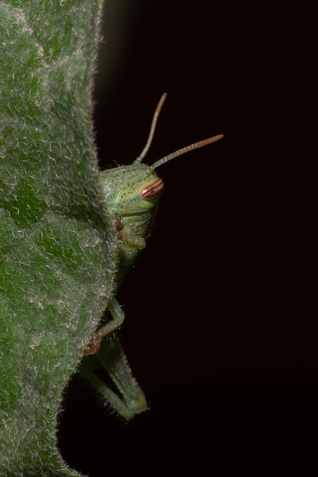 criquet égyptien (Anacridium aegyptium) 