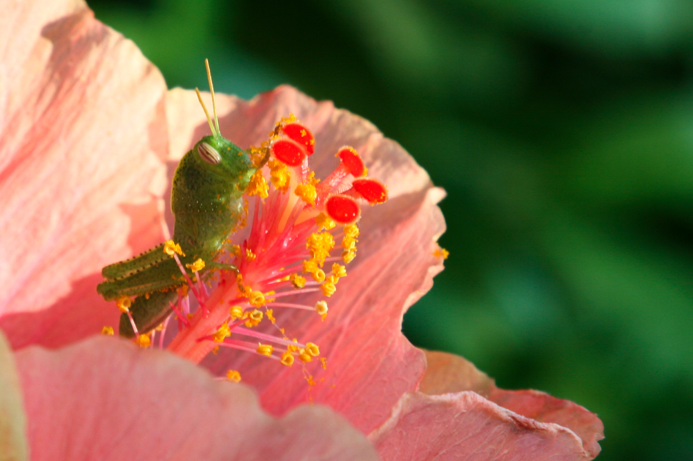 Criquet égyptien (Anacridium aegyptium) 