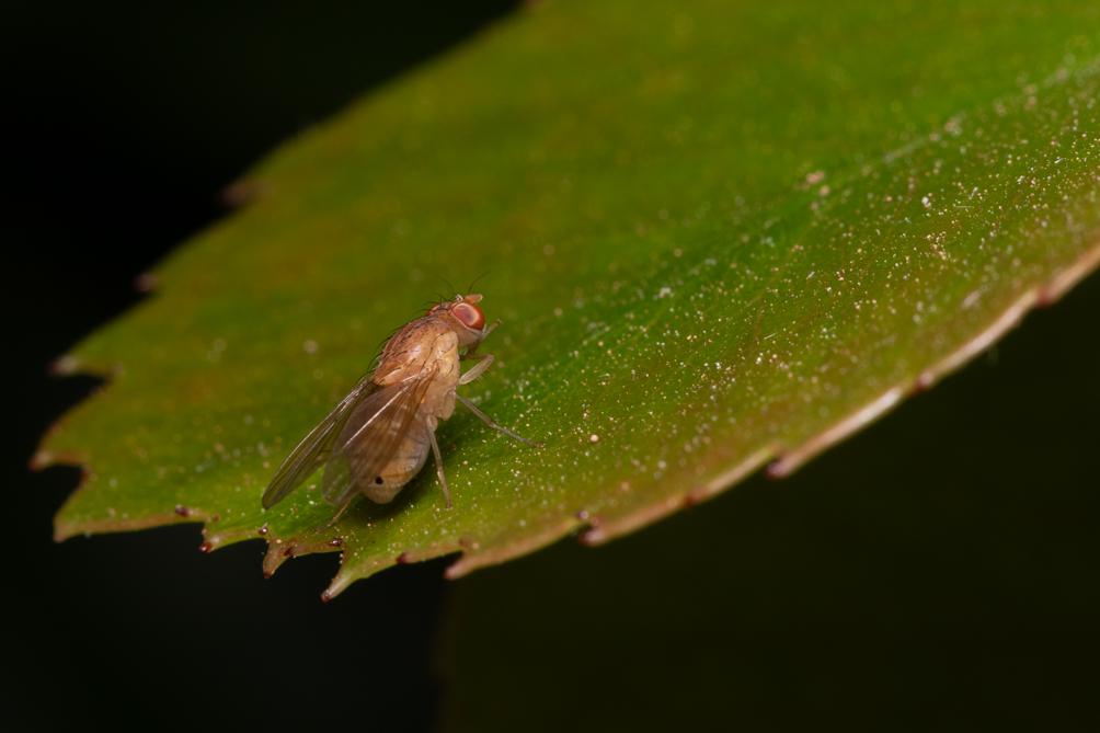 Drosophile (Drosophila melanogaster) 