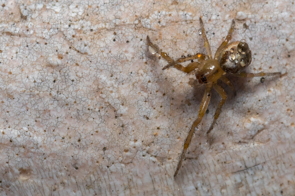 Épeire des fenêtres 