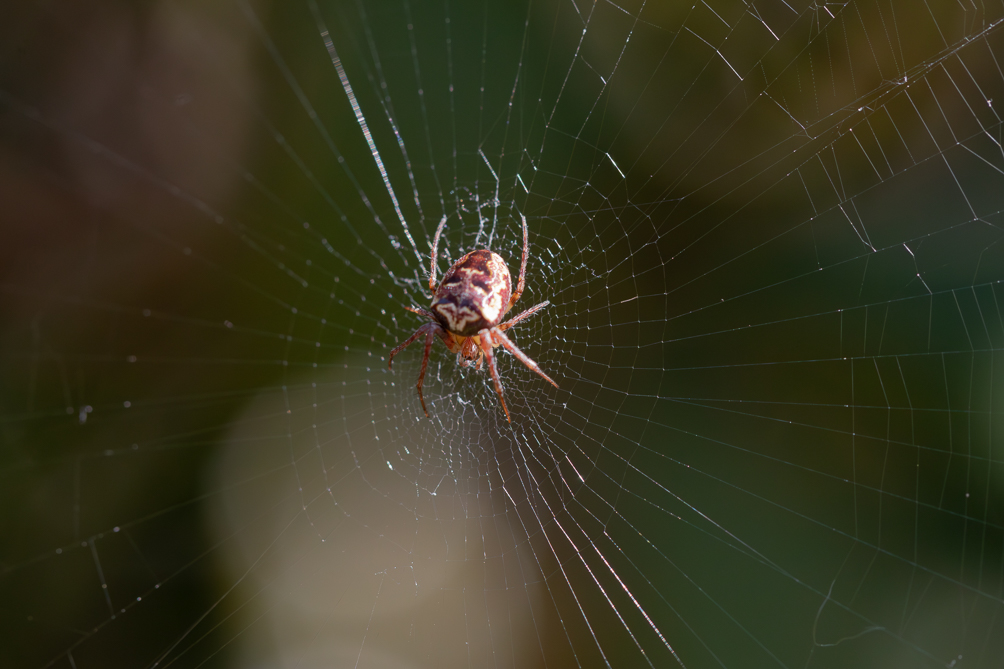 Epeire diadème (Araneus diadematus) 