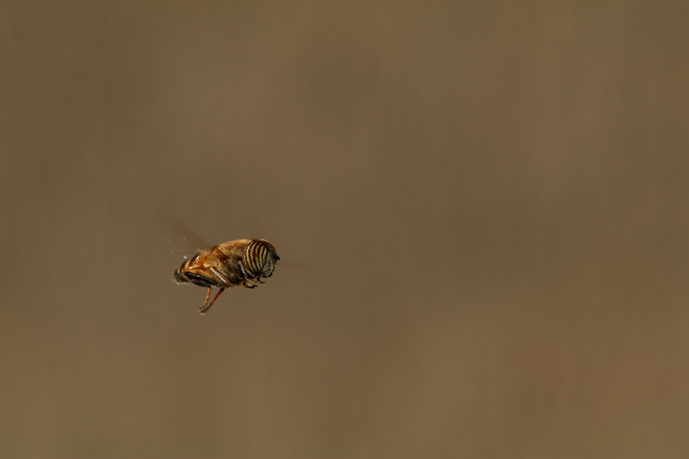 Eristalinus taeniops 
