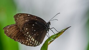 Insectes